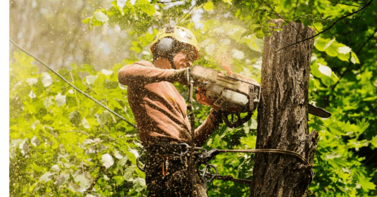 Tree Trimming Company: Expert Care for Healthy, Beautiful Trees
